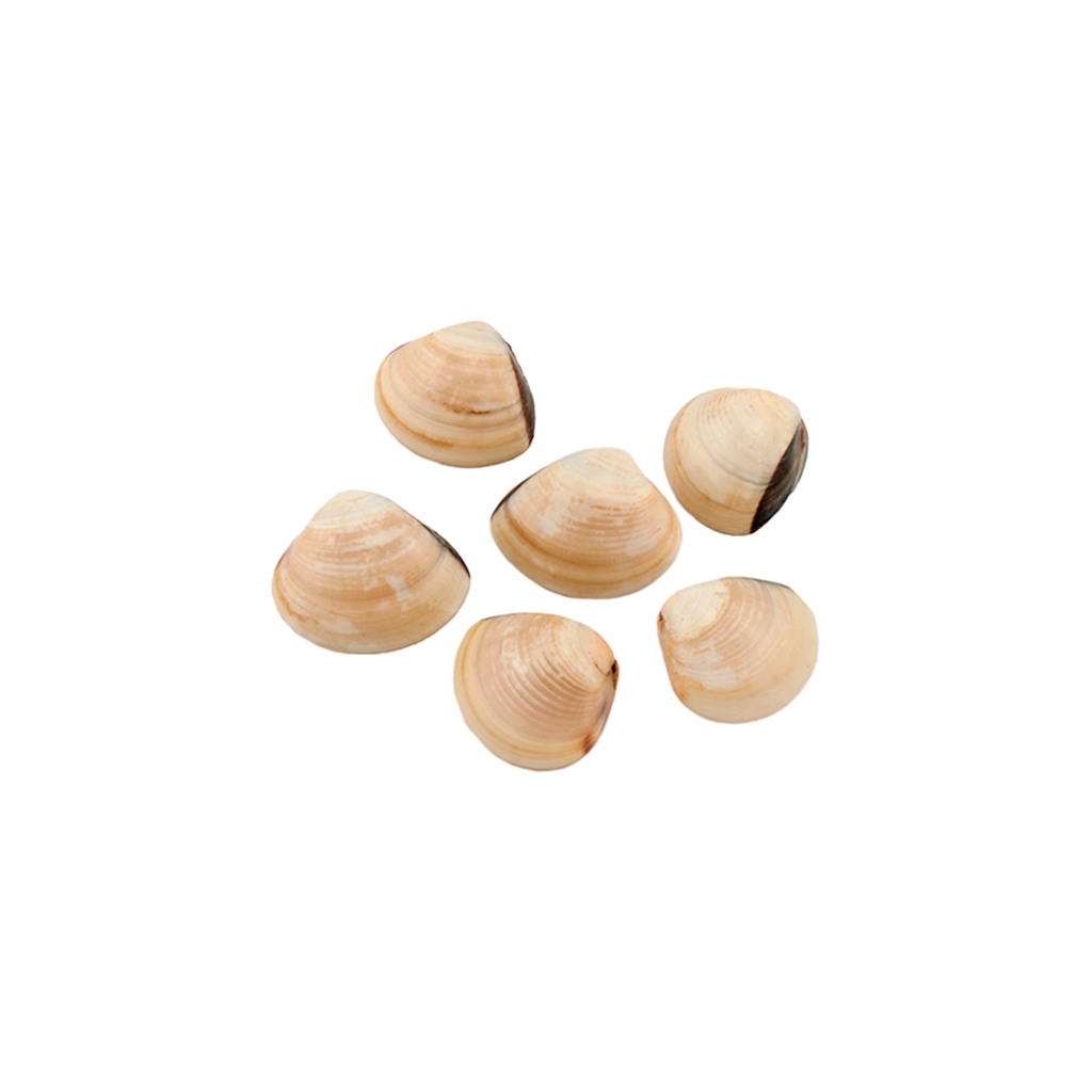 KG 5 ALMEJA FINA 80/100 IQF