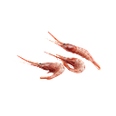 KG 2.15 QUISQUILLA ENTERA (MEDITERRANEO) 65/75 PZAS