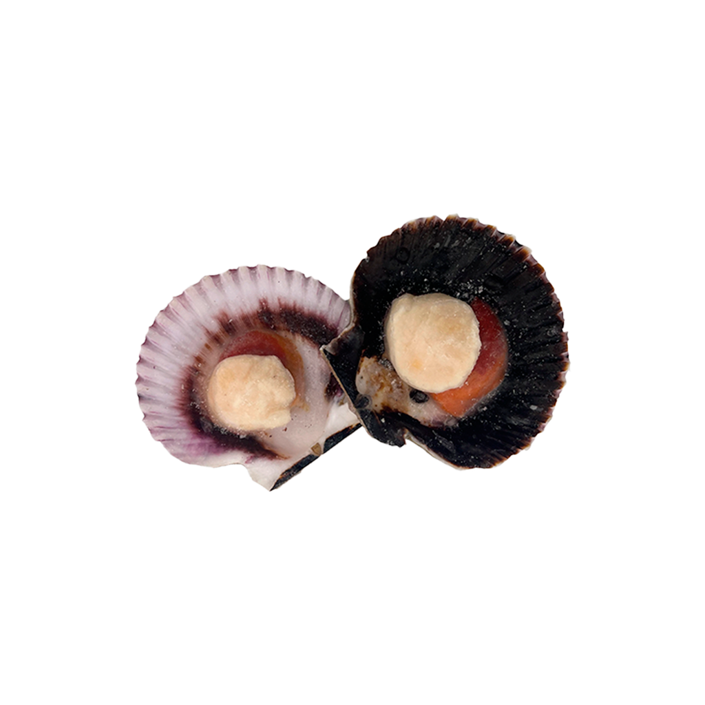 KG 4 VIEIRA DEL PACIFICO MEDIA CONCHA (20/30 PZ/KG)