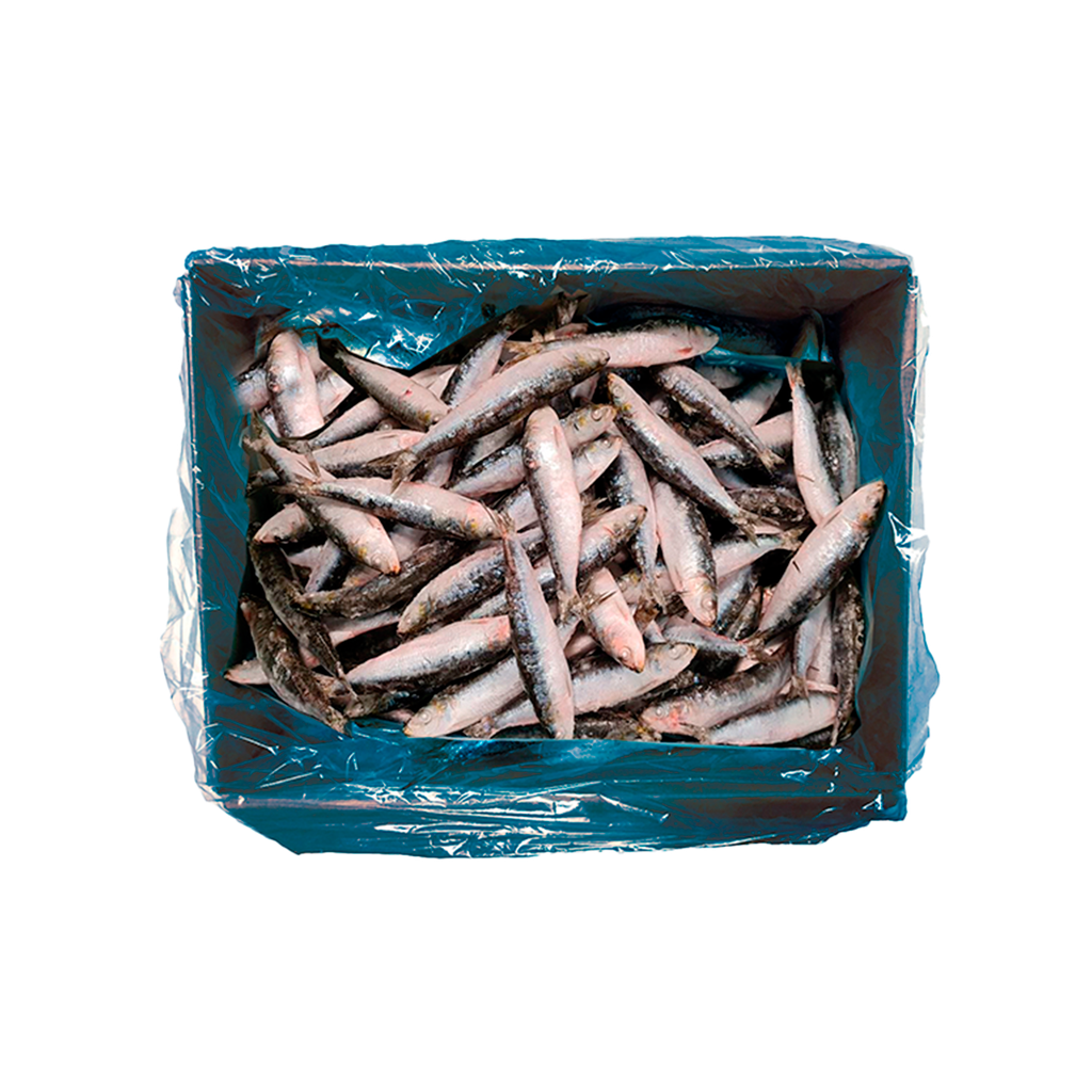KG 6 SARDINAS ENTERAS (15/20 PZAS/KG)